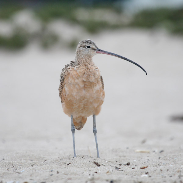 Long-billed curlew